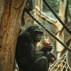 Bonobo