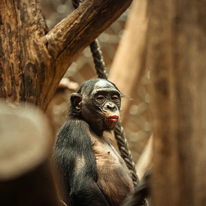 Bonobo