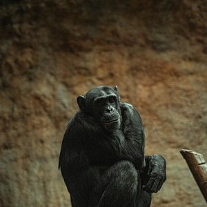 Chimpanzee