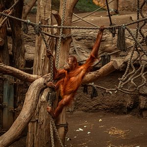Sumatran orangutan