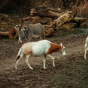 Scimitar-horned oryx & Grevy's zebra