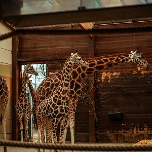 Giraffe stable