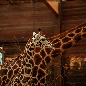 Rothschild's giraffe calf