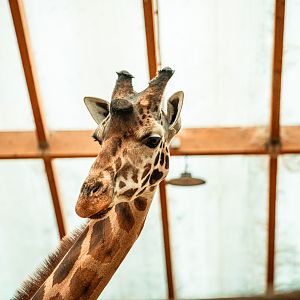 Rothschild's giraffe bull