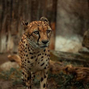 South African cheetah