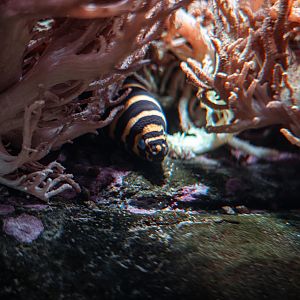 Zebra moray eel