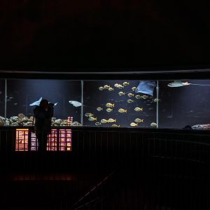 360° Aquarium