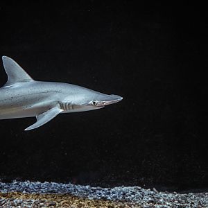 Bonnethead shark
