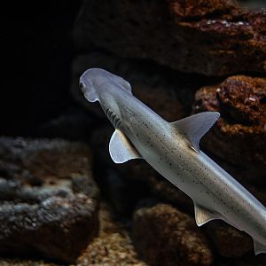 Bonnethead shark