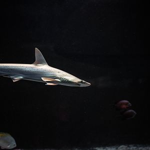 Bonnethead shark