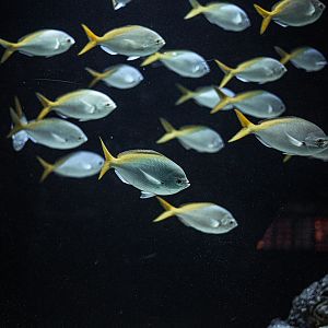 Redbelly yellowtail fusilier