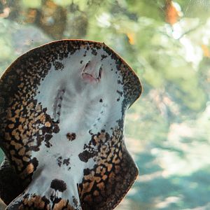 Smooth-back river stingray
