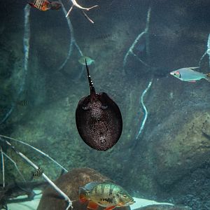 White-blotched river stingray