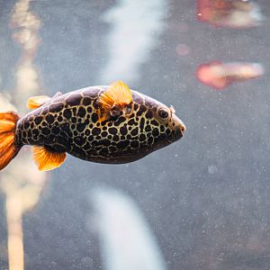 Eyespot pufferfish