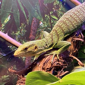 Emerald Tree Monitor
