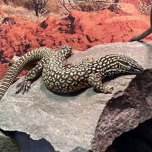 Spiny Tailed Monitor