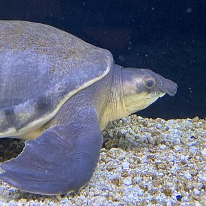 Fly River Turtle