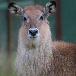 Defassa Waterbuck- 8th January 2024