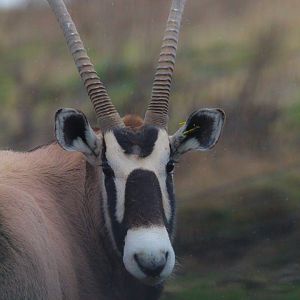 Gemsbok- 8th January 2024