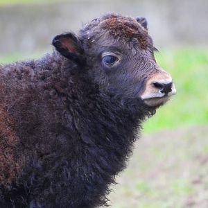 Yak calf- 8th January 2024