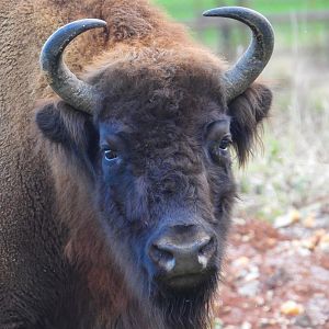 European Bison- 8th January 2024