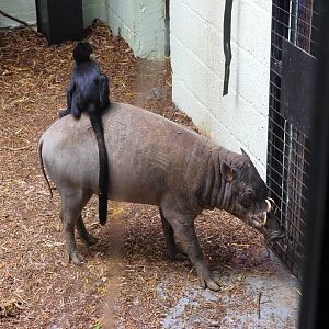 Francois Langur sitting on Sulawesi Babirusa- 8th January 2024