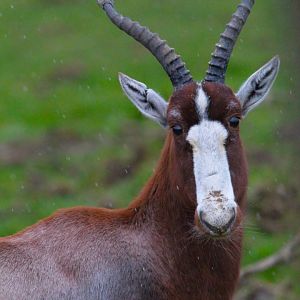 Blesbok- 8th January 2024