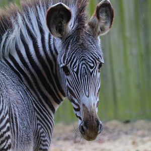Young Grevy's Zebra- 8th January 2024