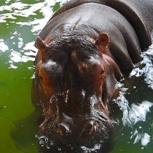Common Hippo- 8th January 2024