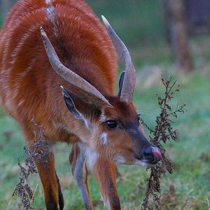 Western Sitatunga- 8th January 2024