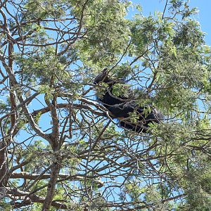 Javan Binturong up a tree