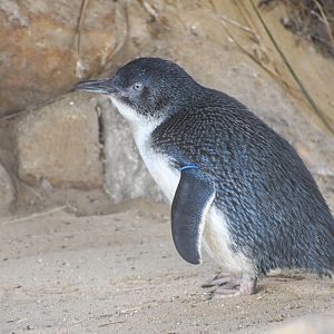 Australian Little Penguin