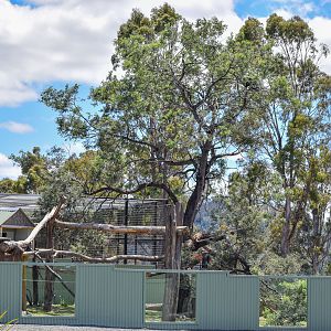 Javan Binturong Enclosure