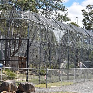 Sumatran Tiger Enclosure