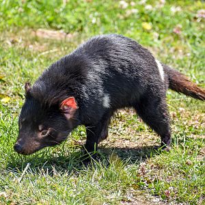 Tasmanian Devil