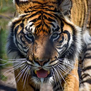 Sumatran Tiger