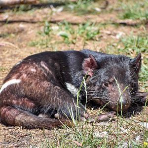 Tasmanian Devil