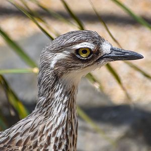 Bush Stone-Curlew