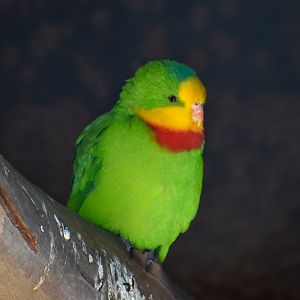Superb Parrot