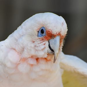 Long-billed Corella