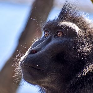 Sulawesi Crested Macaque