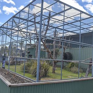 Ring-tailed Lemur Enclosure