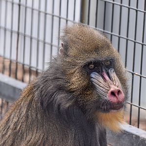 Mandrill