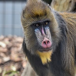Mandrill