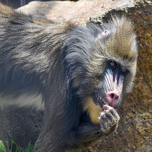 Mandrill