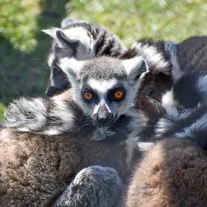 Ring-tailed Lemurs
