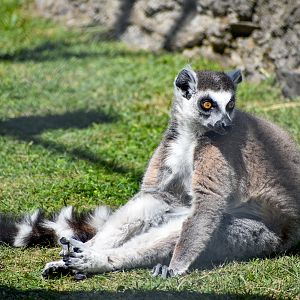 Ring-tailed Lemur