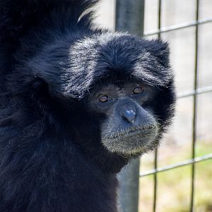 Siamang