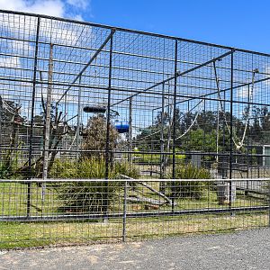 Siamang Enclosure