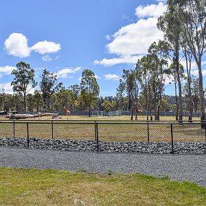 Giraffe among the trees